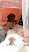 AKC red  toy M, a male Poodle - Toy  for sale in Los Angeles, CA – Photo 2 of 8