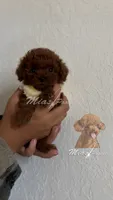 AKC red  toy M, a male Poodle - Toy  for sale in Los Angeles, CA – Photo 7 of 8
