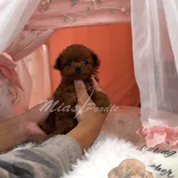 AKC red  toy M, a male Poodle - Toy  for sale in Los Angeles, CA – Photo 5 of 8