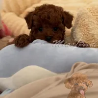 AKC red  toy M, a male Poodle - Toy  for sale in Los Angeles, CA – Photo 8 of 8
