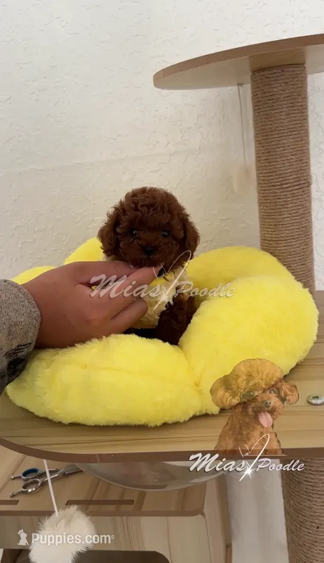 AKC red  toy M – Poodle - Toy  puppy for sale in Los Angeles, CA