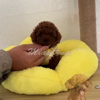 AKC red  toy M, a male Poodle - Toy  for sale in Los Angeles, CA – Photo 6 of 8