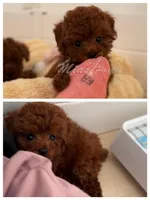 AKC deep red M5, a male Poodle - Toy  for sale in Los Angeles, CA – Photo 2 of 3