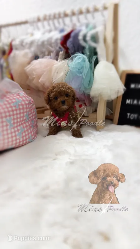 akc poodle female – Poodle - Toy  puppy for sale in Los Angeles, CA
