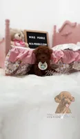 akc deep red teacup F, a female Poodle - Toy  for sale in Los Angeles, CA – Photo 3 of 6