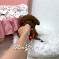 akc deep red teacup F, a female Poodle - Toy  for sale in Los Angeles, CA – Photo 4 of 6