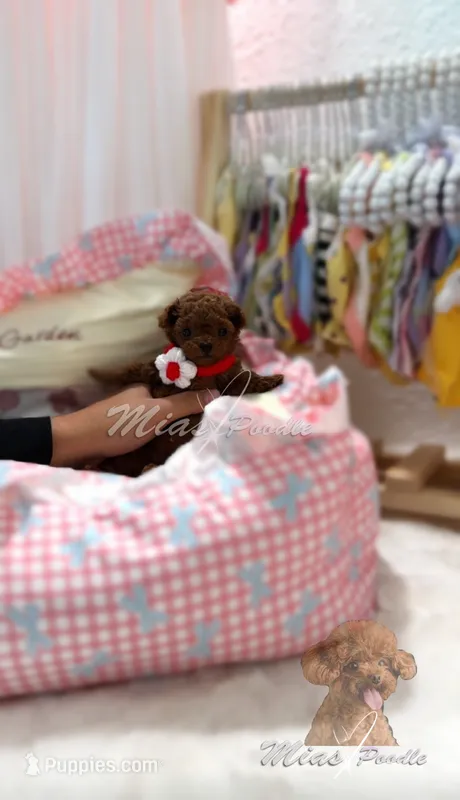 akc deep red teacup F