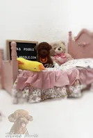 akc deep red teacup F, a female Poodle - Toy  for sale in Los Angeles, CA – Photo 5 of 6