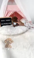 AKC red toy poodle, a male Poodle - Toy  for sale in Los Angeles, CA – 1 of 8