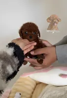 Teacup poodle akc,ckc, a male Poodle - Toy  for sale in Los Angeles, CA – Photo 2 of 2