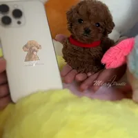 Akc teacup poodle, a female Poodle - Toy  for sale in Los Angeles, CA – Photo 1 of 3