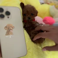 Akc teacup poodle, a female Poodle - Toy  for sale in Los Angeles, CA – Photo 2 of 3