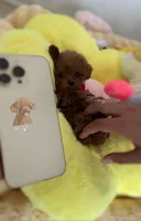 Akc teacup poodle, a female Poodle - Toy  for sale in Los Angeles, CA – Photo 2 of 3