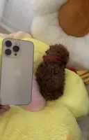 Akc teacup poodle, a female Poodle - Toy  for sale in Los Angeles, CA – Photo 3 of 3