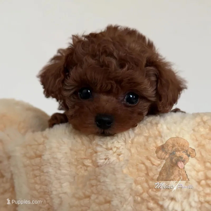 Akc teacup poodle
