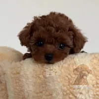 Akc teacup poodle, a female Poodle - Toy  for sale in Los Angeles, CA – Photo 1 of 2