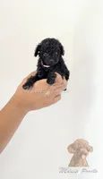 Black toy poodle female , a female Poodle - Toy  for sale in Los Angeles, CA – 6 of 6