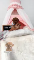 AKC teacup poodle M, a male Poodle - Toy  for sale in Los Angeles, CA – 6 of 6
