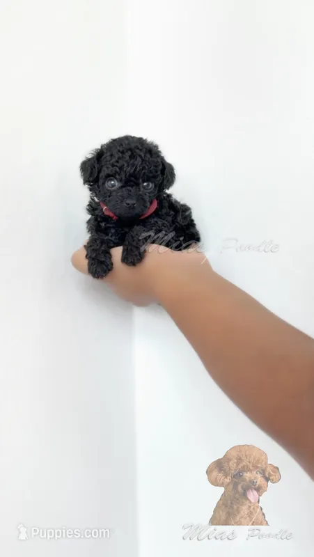 Black toy poodle female  – Poodle - Toy  puppy for sale in Los Angeles, CA