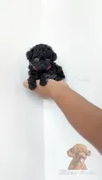 Black toy poodle female , a female Poodle - Toy  for sale in Los Angeles, CA – 1 of 6
