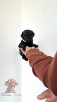 Black toy poodle female , a female Poodle - Toy  for sale in Los Angeles, CA – 4 of 6