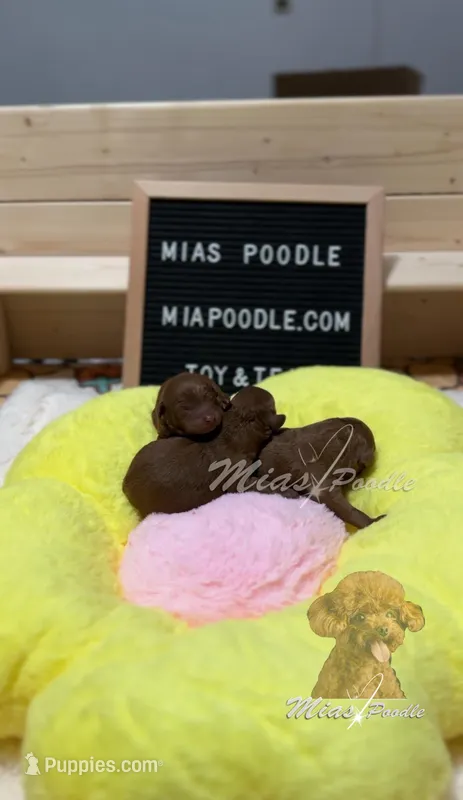 AKC red poodle, a female Poodle - Toy  for sale in Los Angeles, CA – Photo 1 of 5