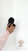 Black toy poodle female , a female Poodle - Toy  for sale in Los Angeles, CA – 5 of 6