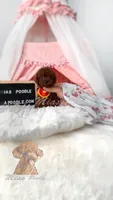 AKC red toy poodle, a male Poodle - Toy  for sale in Los Angeles, CA – 2 of 8