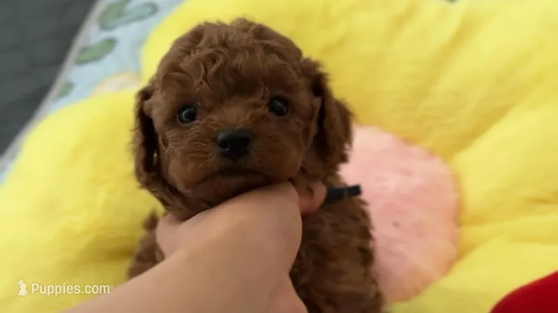 Akc toy poodle