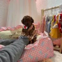 akc red toy M, a male Poodle - Toy  for sale in Los Angeles, CA – 2 of 4