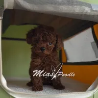 akc red toy M, a male Poodle - Toy  for sale in Los Angeles, CA – 4 of 4