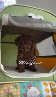 akc red toy M, a male Poodle - Toy  for sale in Los Angeles, CA – Photo 3 of 4