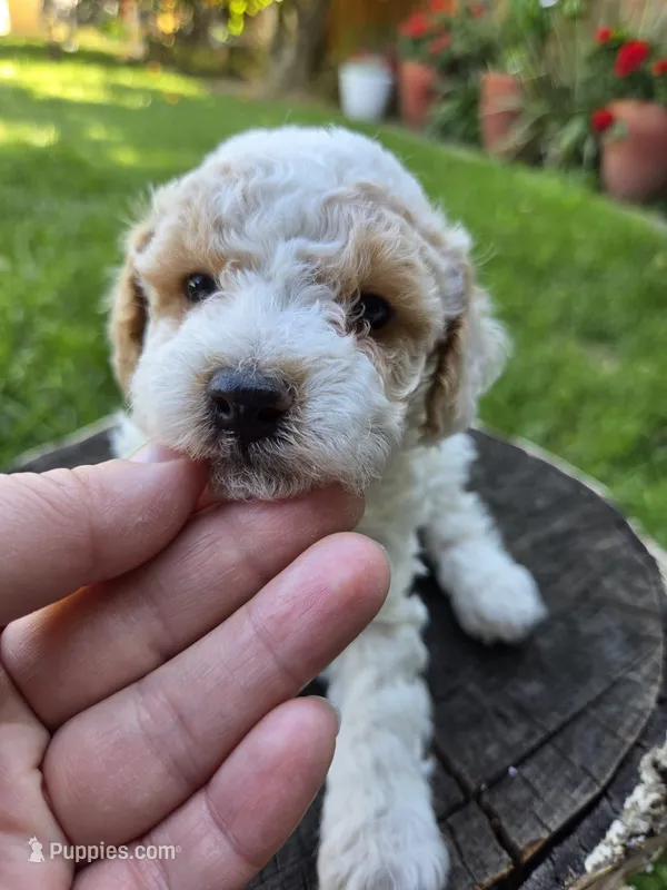 Aster – Poodle - Toy  puppy for sale in West Sacramento, CA