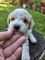 Aster, a male Poodle - Toy  for sale in West Sacramento, CA – 4 of 5