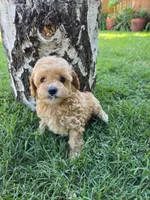 Peach, a female Poodle - Toy  for sale in West Sacramento, CA – 6 of 6