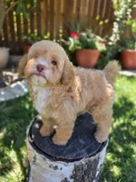 Honey, a female Poodle - Miniature  for sale in West Sacramento, CA – 6 of 8