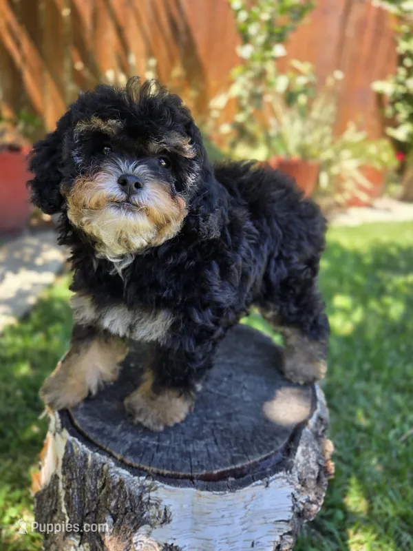 Truffle – Poodle - Toy , Poodle - Miniature  puppy for sale in West Sacramento, CA