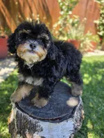 Truffle, a female Poodle - Toy  and Poodle - Miniature  for sale in West Sacramento, CA – 1 of 4