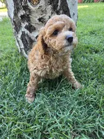 Maple, a female Poodle - Toy  for sale in West Sacramento, CA – 6 of 9