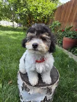 Remy, a male Poodle - Miniature  for sale in West Sacramento, CA – 6 of 10