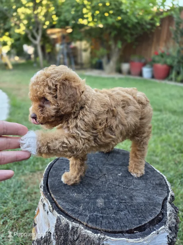 Lolly – Poodle - Miniature  puppy for sale in West Sacramento, CA