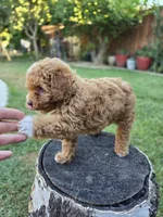 Lolly, a female Poodle - Miniature  for sale in West Sacramento, CA – 1 of 10