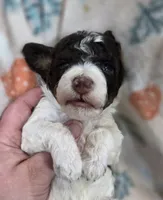 Twix, a male Poodle - Miniature  for sale in West Sacramento, CA – 2 of 2