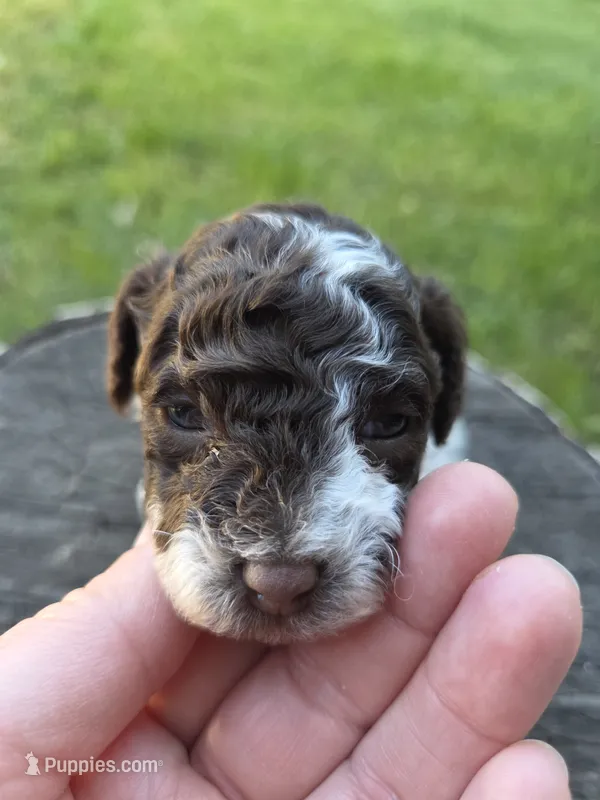 Willow – Poodle - Toy  puppy for sale in West Sacramento, CA