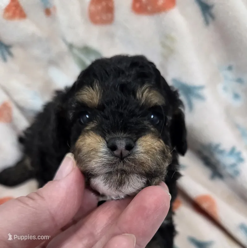 Truffle – Poodle - Miniature  puppy for sale in West Sacramento, CA