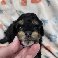 Truffle, a female Poodle - Miniature  for sale in West Sacramento, CA – 1 of 2
