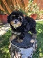 Truffle, a female Poodle - Toy  and Poodle - Miniature  for sale in West Sacramento, CA – 4 of 4