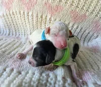 Aster, a male Poodle - Toy  for sale in West Sacramento, CA – Photo 3 of 3