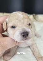 Beau , a male Poodle - Miniature  for sale in West Sacramento, CA – Photo 1 of 5