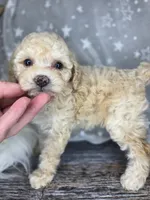Mochi, a female Poodle - Toy  and Poodle - Miniature  for sale in West Sacramento, CA – 3 of 8